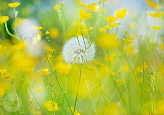 Hahnenfuß liebt Pusteblume - Postkarte - Art.Nr.PKFR127