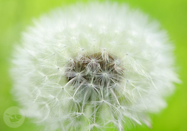 Herrliche Pusteblume - Postkarte - Waldorf Art.Nr.PKSO217