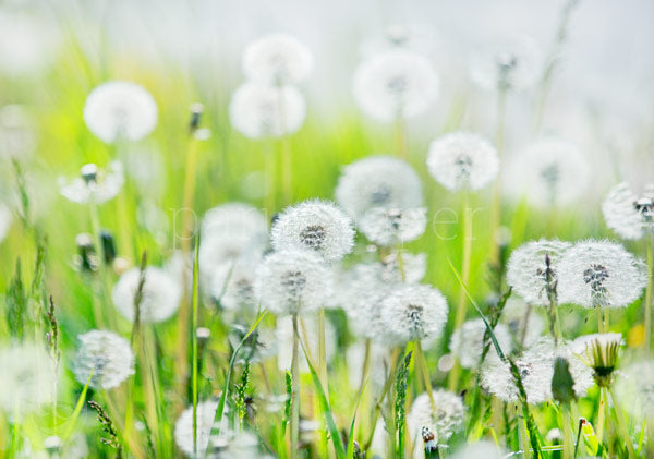 Postkarte Pusteblumenwiese – weite Wiese voller Pusteblumen im Gegenlicht, echte Fotografie von Heilke Heller