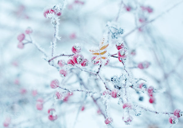 Fotopostkarte Reifbedeckte Beeren von Heilke Heller, mit Raureif ueberzogene rote Beeren im Winter