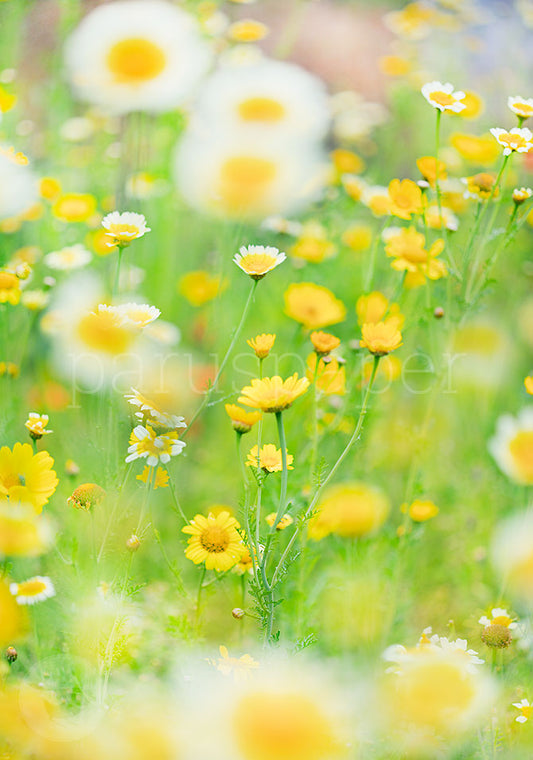 Ringelblumenwiese -  Postkarte Art.Nr.PKFR117