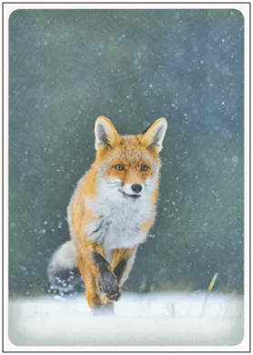 Rotfuchs im Schnee - Postkarte  - Waldorf Art.Nr.PKWI300