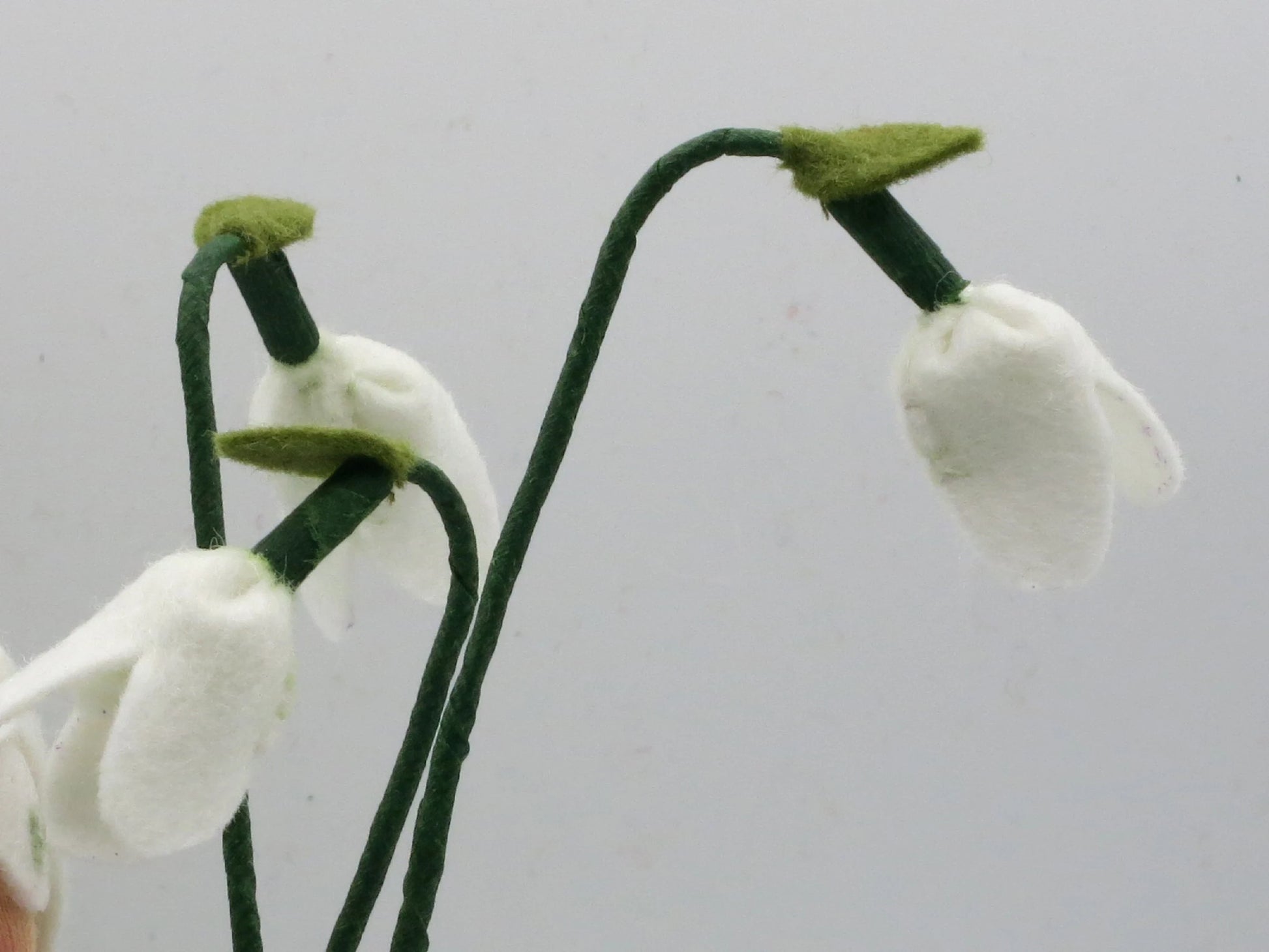 Detailansicht der weißen glöckchenförmigen Schneeglöckchen-Blüten mit grünen Stielen – Art. WI22
