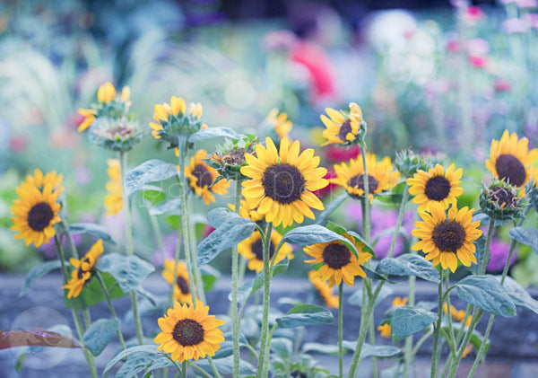 Sommerabend mit Sonnenblumen - Postkarte - Waldorf Art.Nr.PKSO226