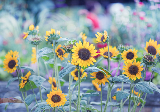 Sommerabend mit Sonnenblumen - Postkarte - Waldorf Art.Nr.PKSO226