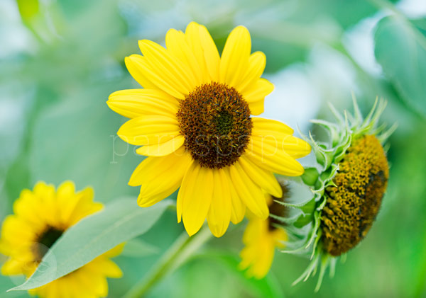 Sonnenblumen - Postkarte - Waldorf Art.Nr.PKSO221