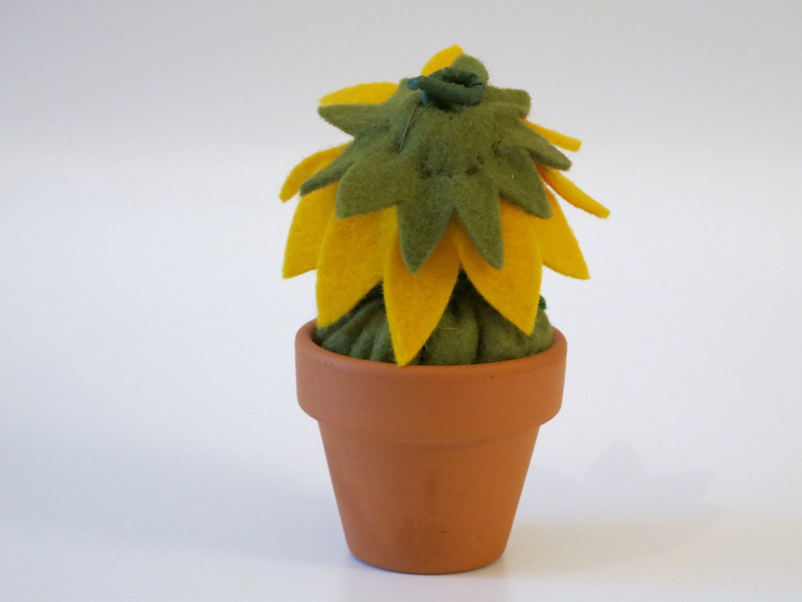 Rückansicht der Sonnenblume im Topf mit grünem Kelchblatt-Kragen