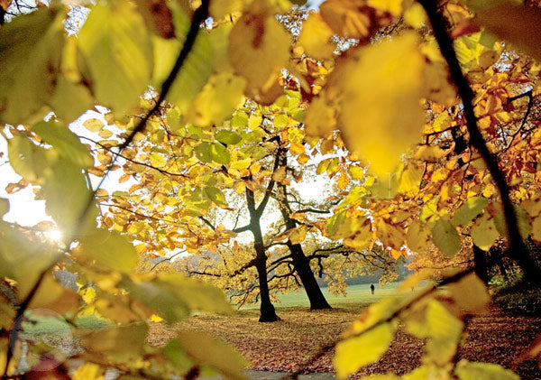 Herbstspaziergang - Postkarte Art.Nr.PKHE194