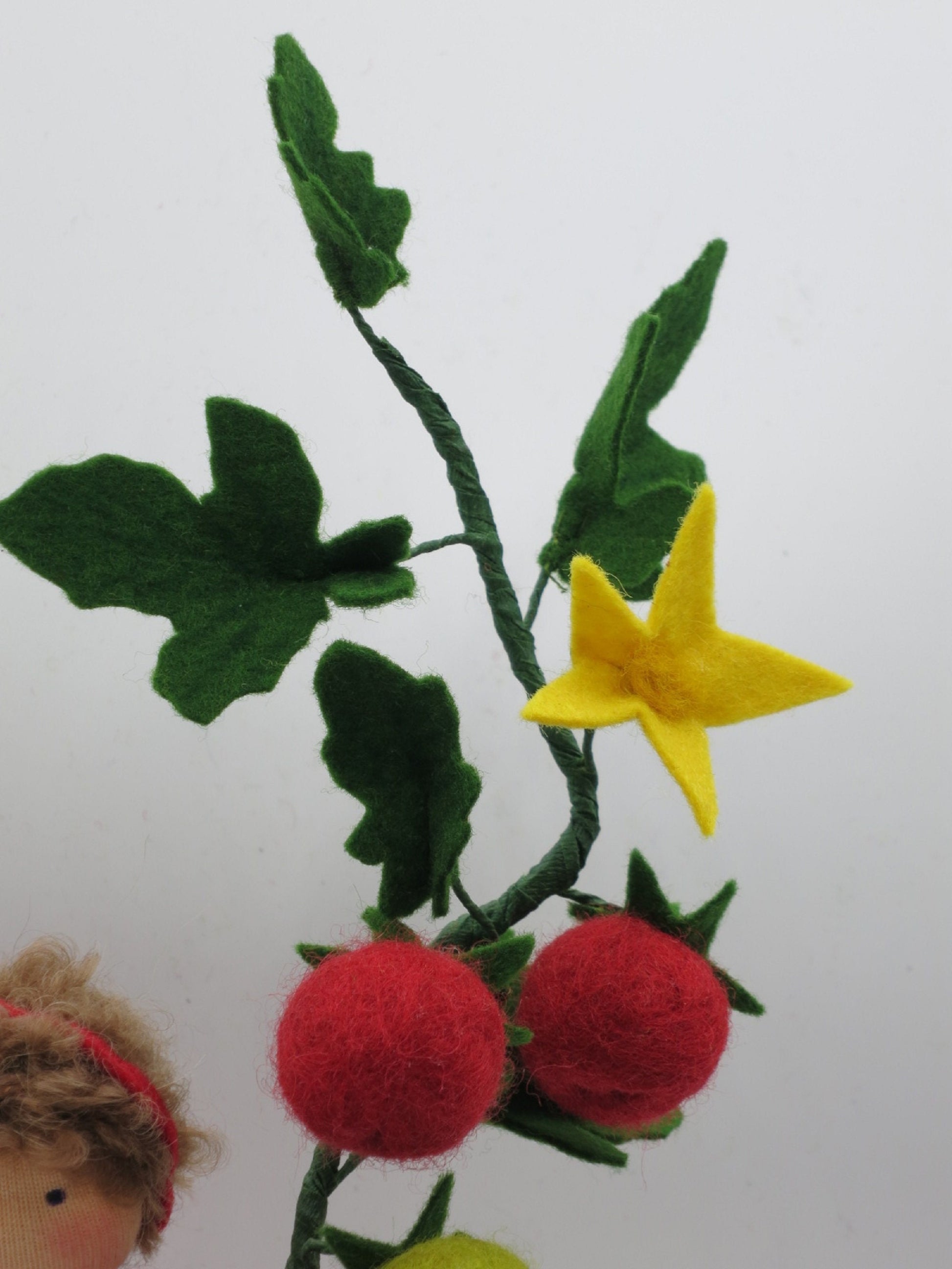 Detailansicht der grünen unreifen Tomate am Filzzweig