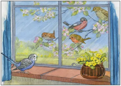 Vögel  - Postkarte - Waldorf  Art.Nr.PKFR151