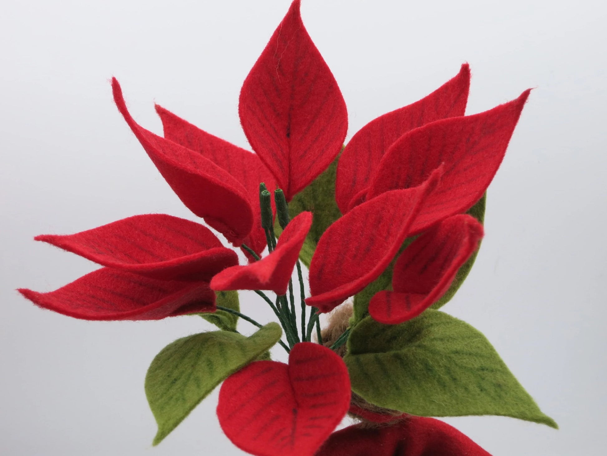 Weihnachtsstern Blumenkind, Gesamtansicht mit grünen Laubblättern und roten Hochblättern – Jahreszeitentisch, Art. WI33