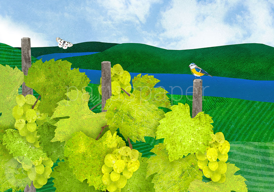Postkarte Weinberge am Fluss mit Blaumeise – PKGR75