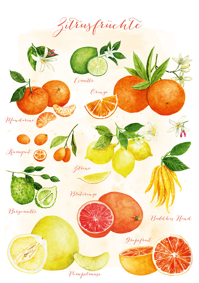 Postkarte Zitrusfruechte von Doerthe Brandt: botanische Illustration von elf Zitrusfruchtsorten